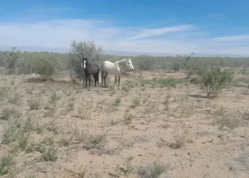 La Policía secuestró cinco animales sueltos en Caucete