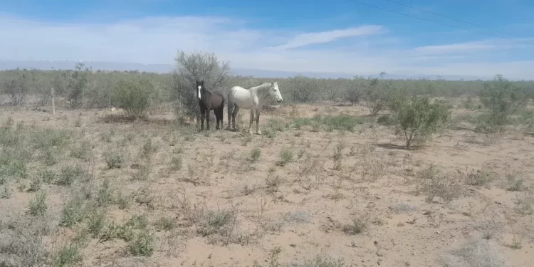 La Policía secuestró cinco animales sueltos en Caucete
