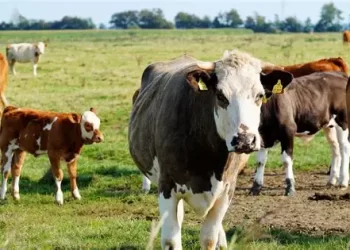 Alerta por golpe de cuatreros en San Juan: sustraen 15 animales en fincas de Ruta 40