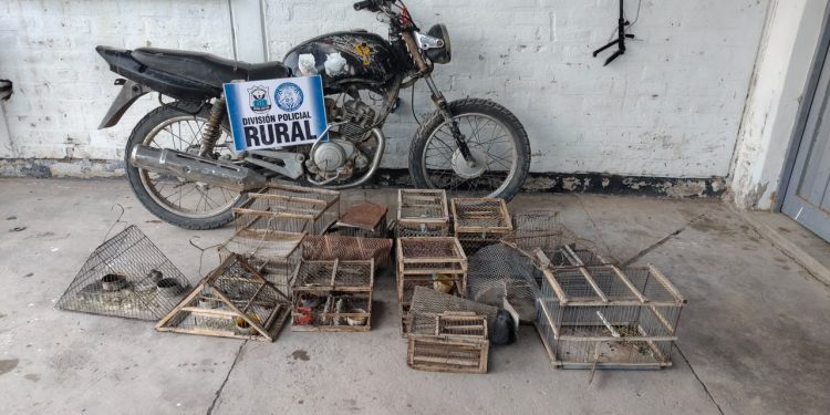 Allanamientos en Angaco: rescataron aves silvestres enjauladas y recuperaron una moto robada
