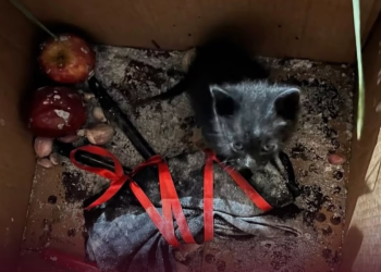 Macabro: hallan a un gatito negro encerrado en una caja entre velas y cintas rojas