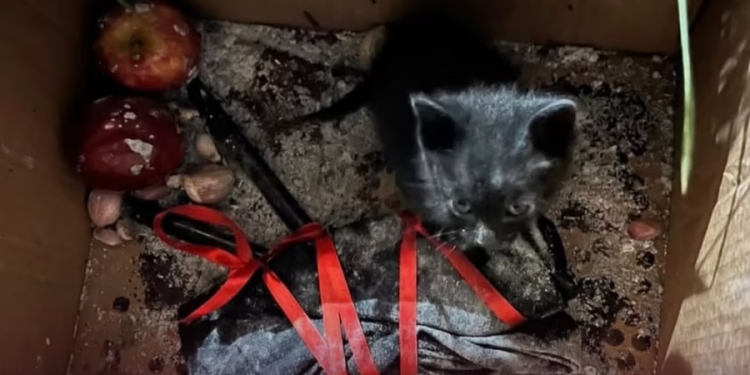 Macabro: hallan a un gatito negro encerrado en una caja entre velas y cintas rojas