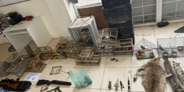 Golpe a la caza furtiva en Sarmiento: secuestran pieles de puma, aves exóticas y armas de fuego