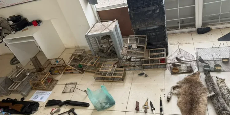 Golpe a la caza furtiva en Sarmiento: secuestran pieles de puma, aves exóticas y armas de fuego